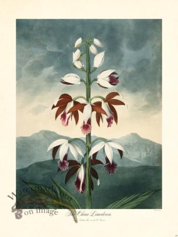 29 The China Limodoron